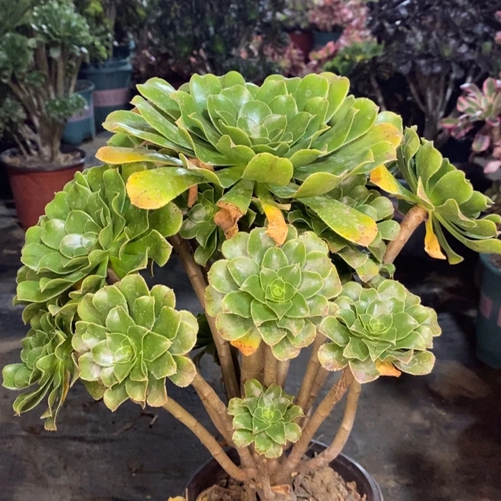 原始绿多肉植物47。