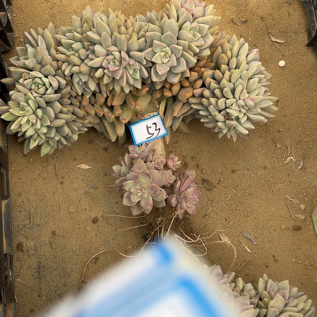 岁***^53号淡雪缀化一物一拍