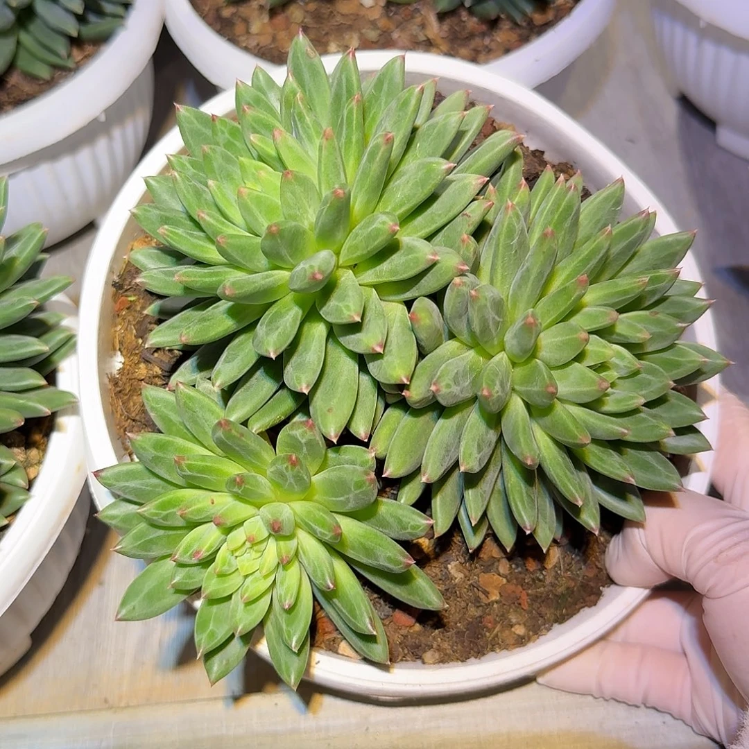 美人系整无砍群生多肉