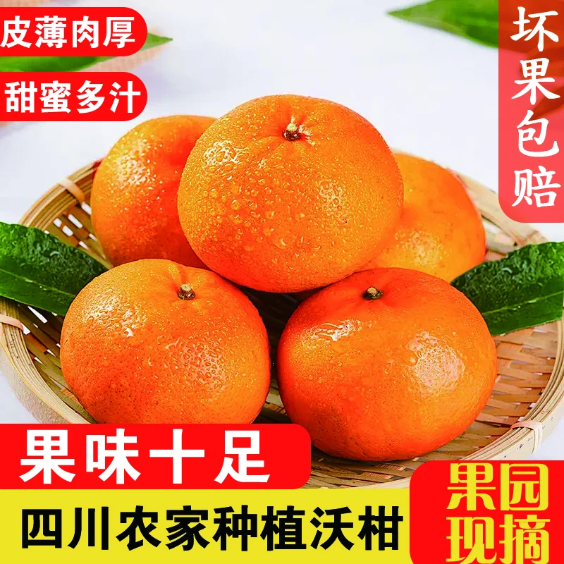 四川（沃柑）果园现摘现发饱满多汁皮薄肉厚应季纯甜营养美味