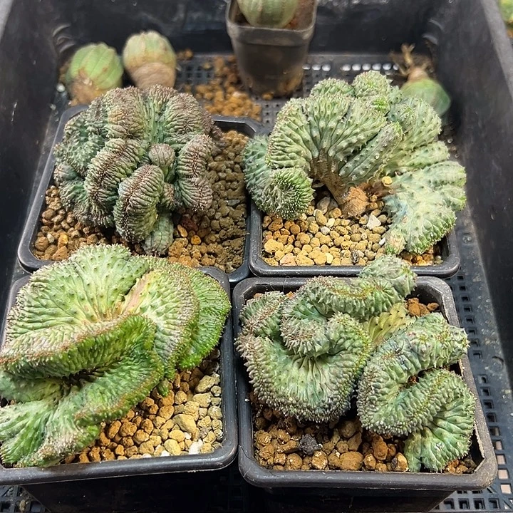 自根子吹布纹球缀化8公分