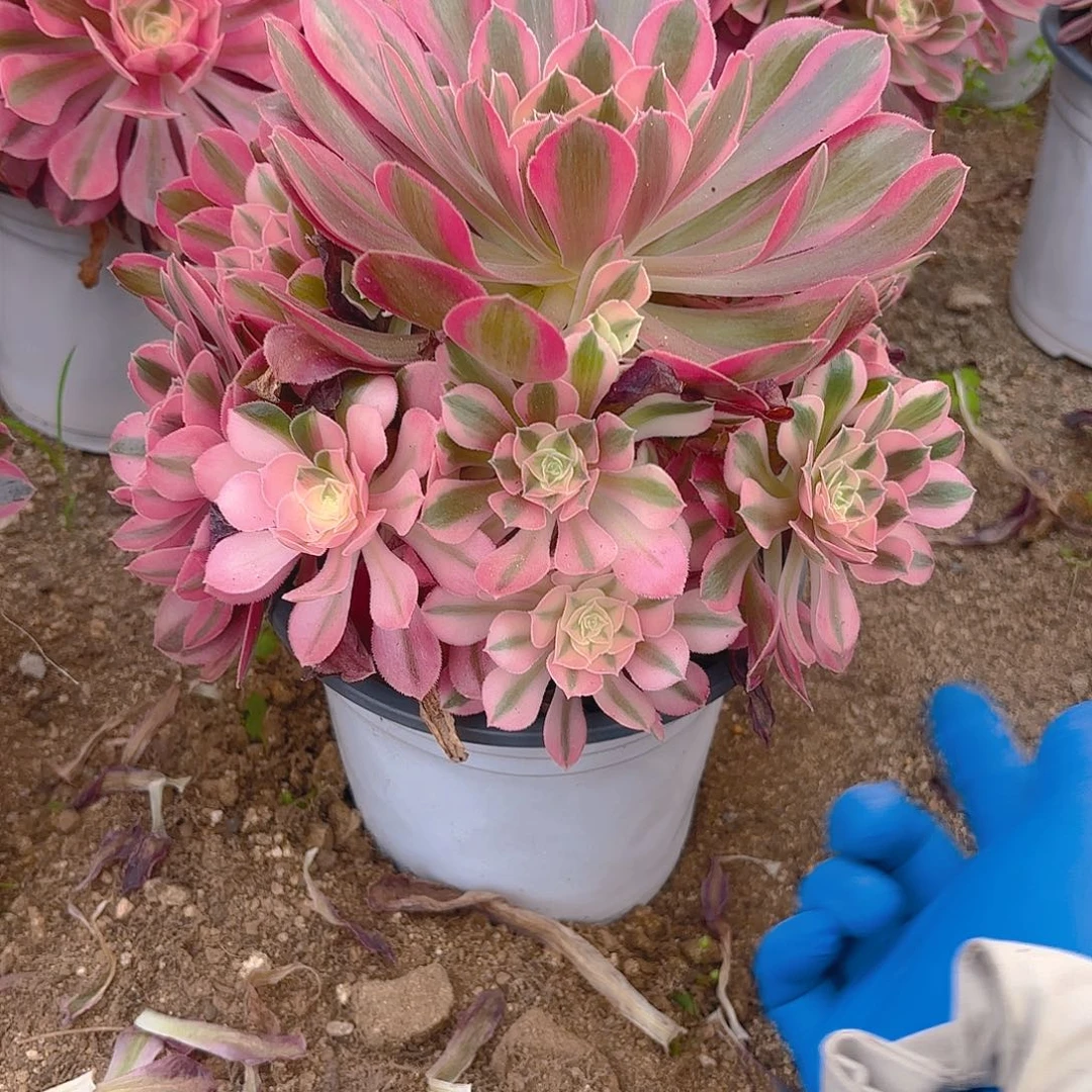 女巫多肉植物手捧