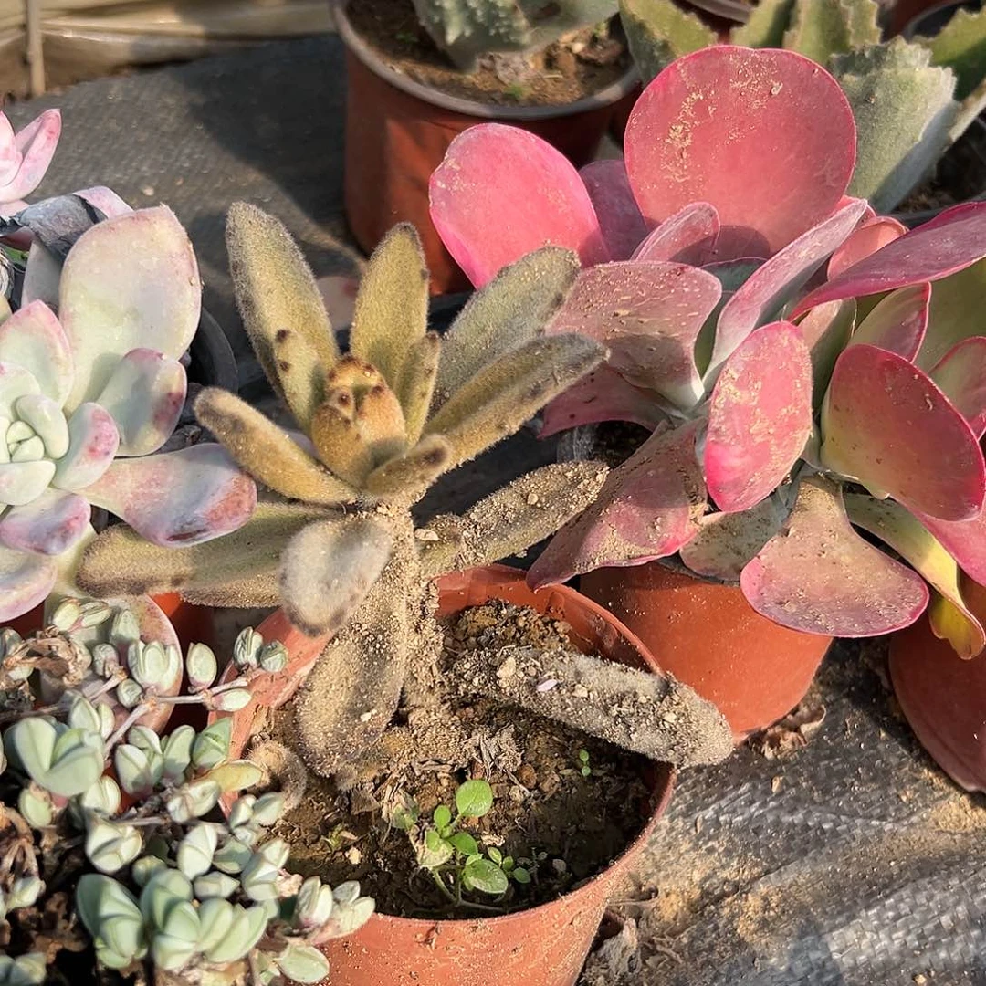 多肉植物多肉植物