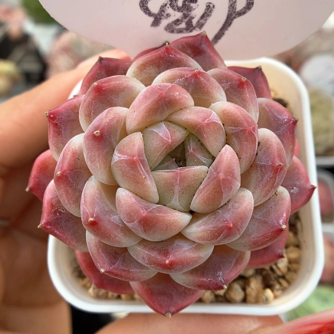 巧克力冰魄可拍4819号