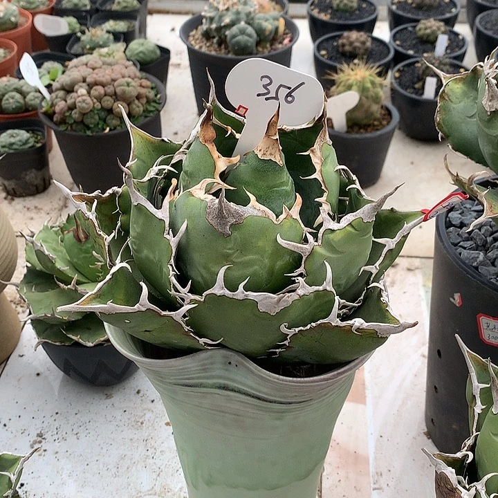 356正白999999999999