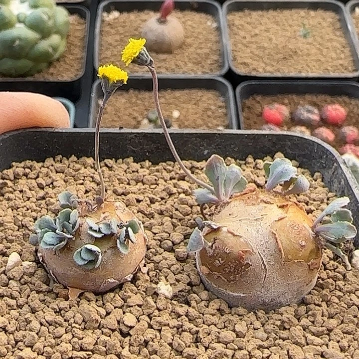 园艺格加两颗一组包邮