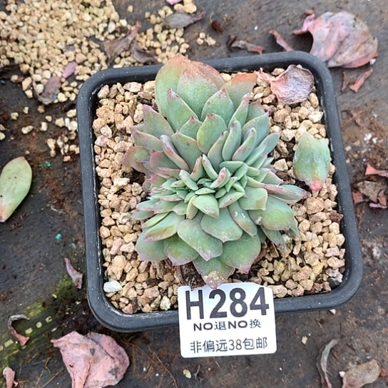 白凤缀化284 亏本处理退款拉黑7-8天发货