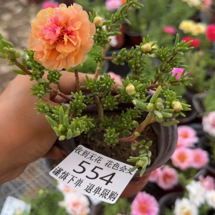 无花朵554超小苗盆口10cm