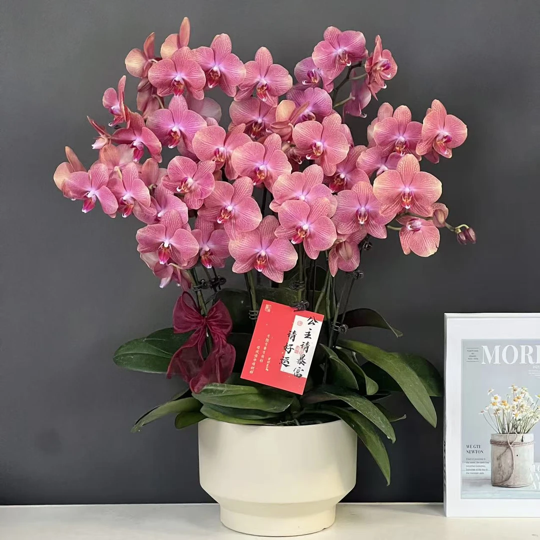 蝴蝶兰（彩月）欧品三文鱼色贵货好养耐开鲜花高端花卉蝴蝶兰