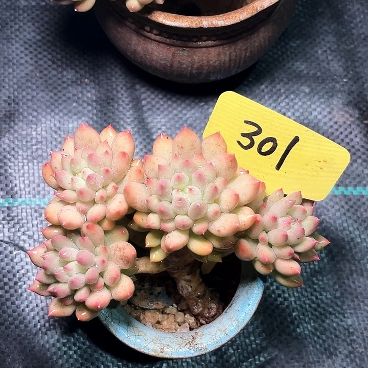 岩字301号码牌子的