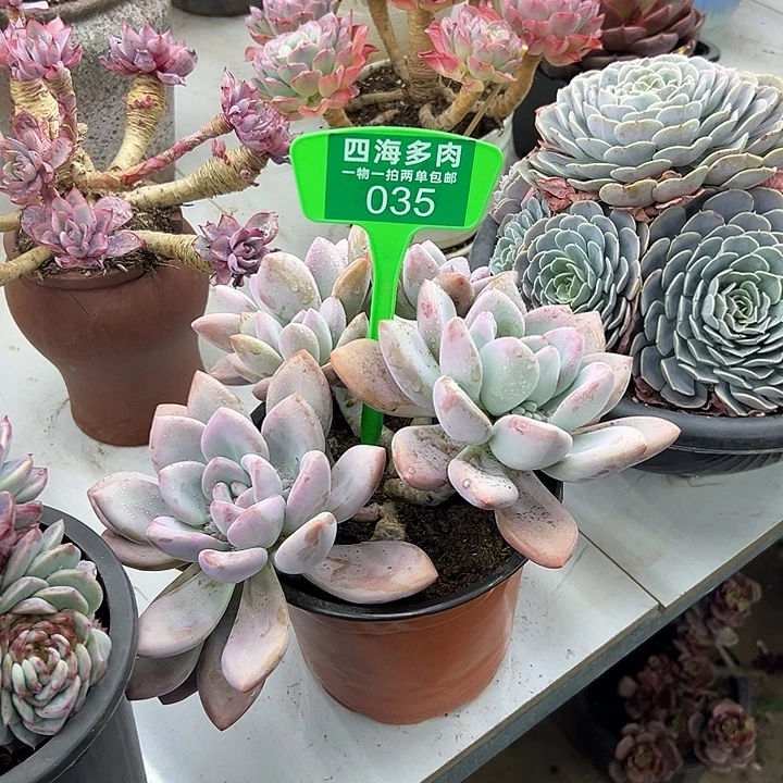 钱****奥普多肉植物精华035