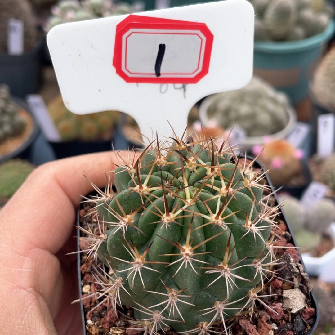 1往事已落幕？我想