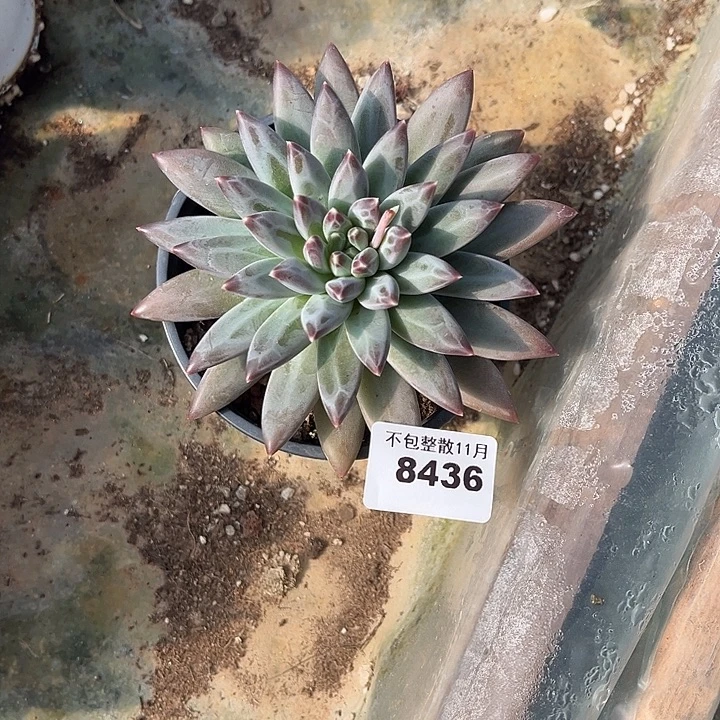 阿雅园艺。     8436