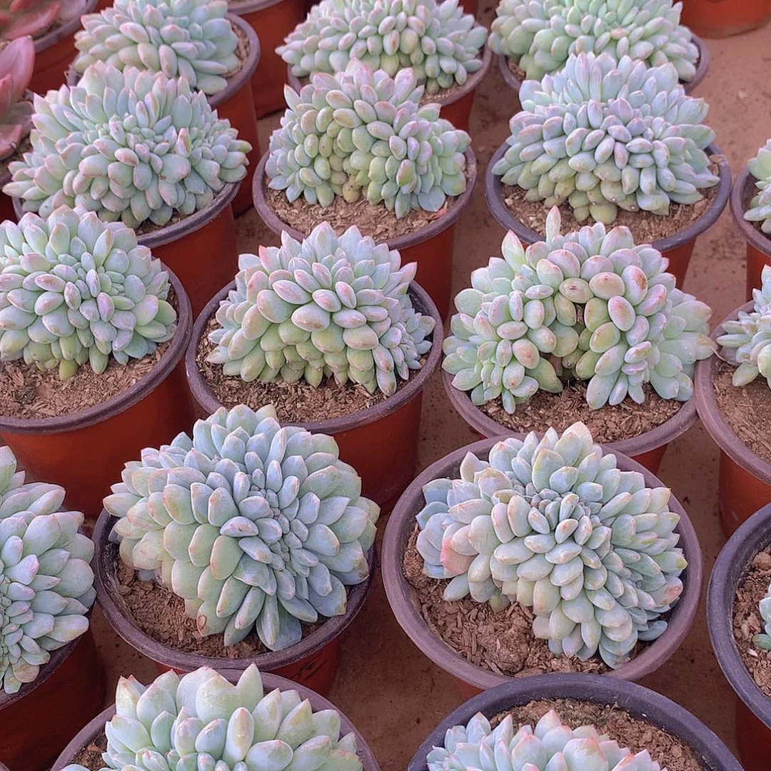 星影缀化3467888999