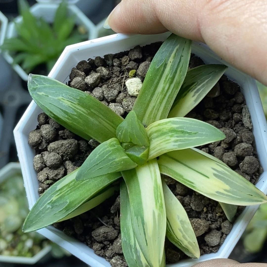 极上斑绿玻璃锦一物一拍