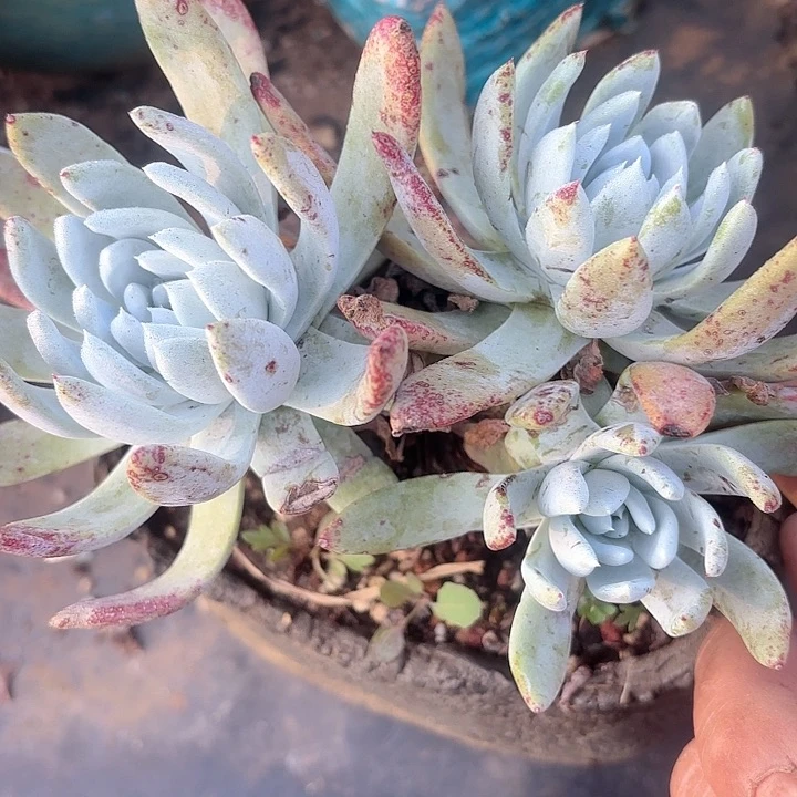 仙女杯多肉植物提取