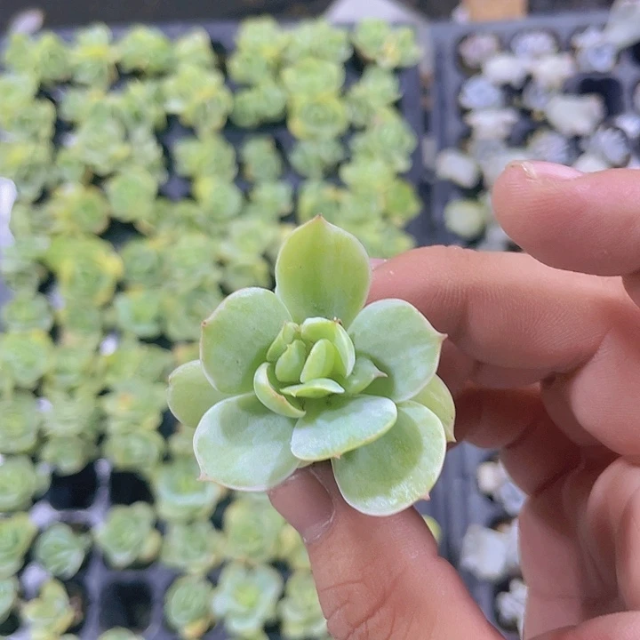 鸡蛋碧桃拉丝锦多肉