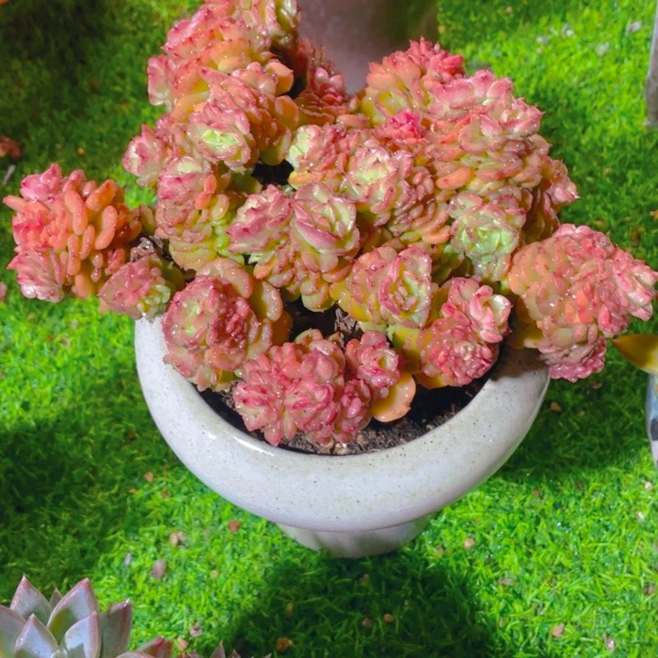 谢谢你的支持0000025