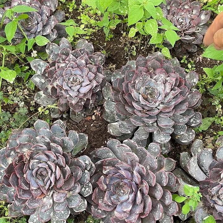 暗冰4颗9.99多肉植物有虫