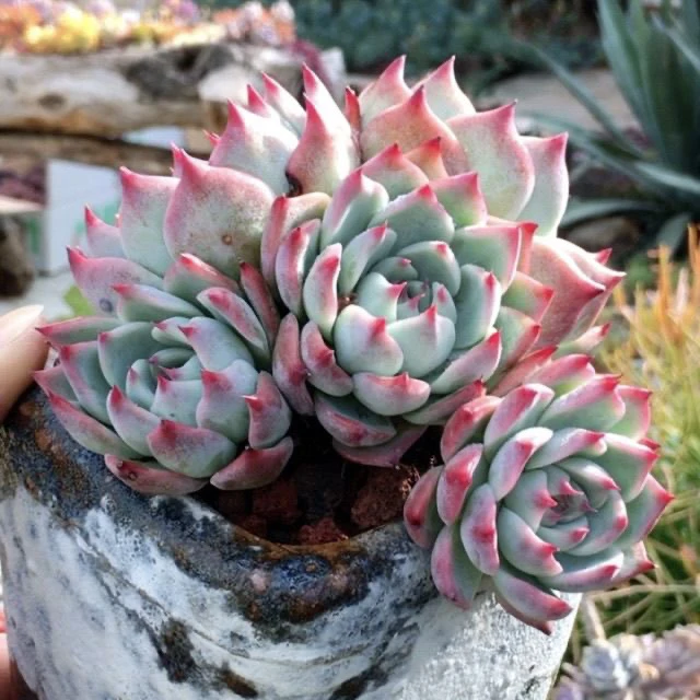 【满 9.9 包邮】蜜桃群 6cm 多肉植物室内阳台好养以直播间为准