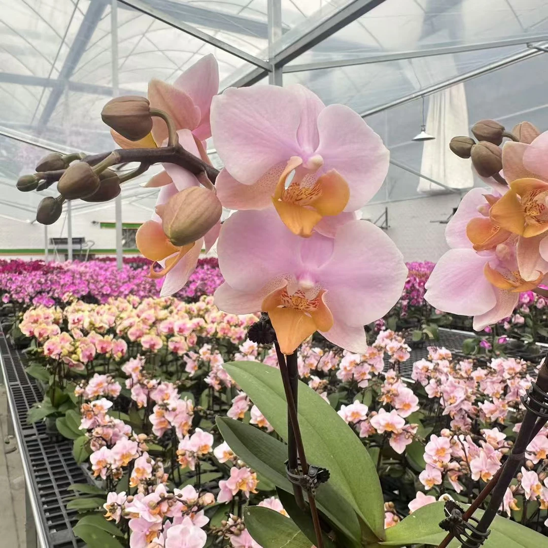 【图尔坎】蝴蝶兰 粉色系进口欧品品种 好看耐养 送人送礼