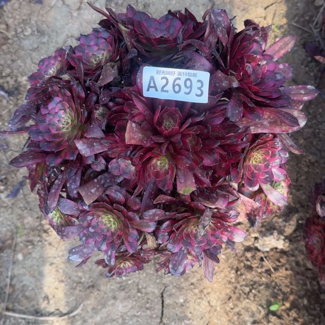 2693美肌多肉植物