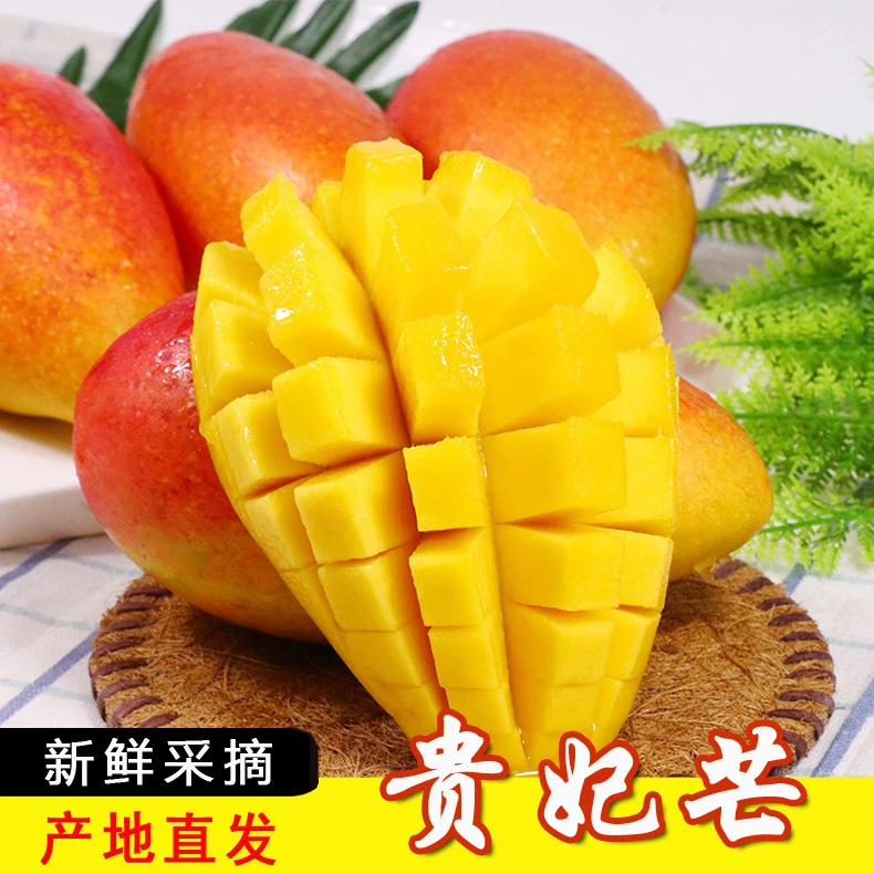 【催熟食用】广西百色贵妃芒新鲜采摘热带水果当季芒果包邮