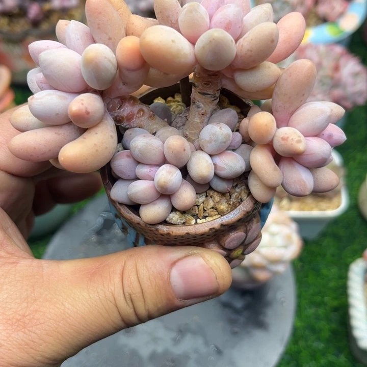 朱****?带土带盆，一物一拍