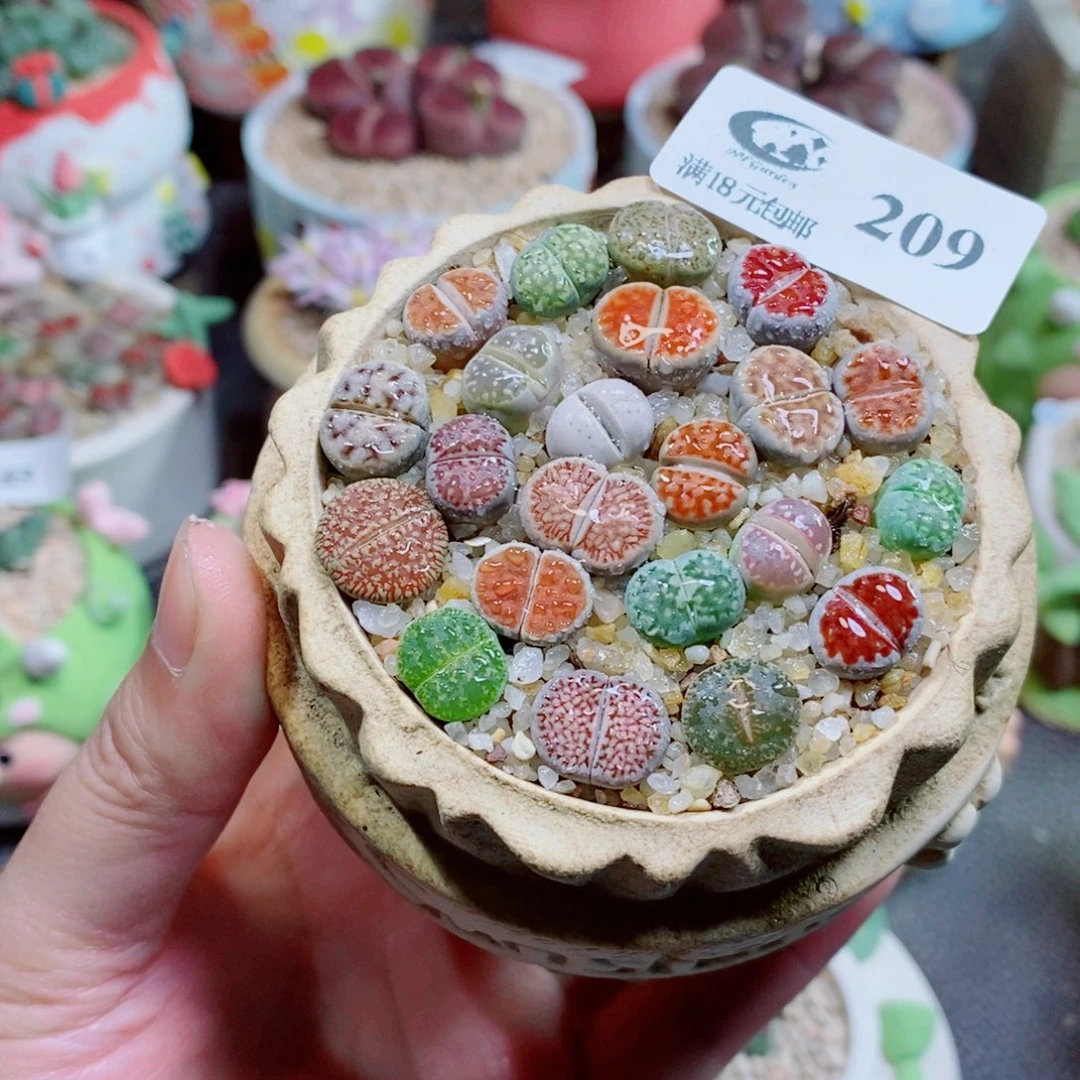 生石花花花花花花209