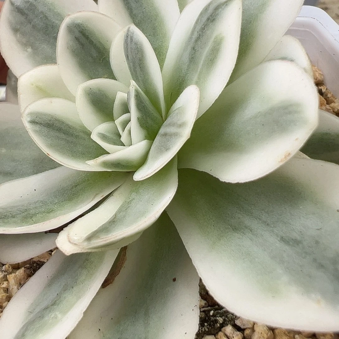 山地玫瑰锦冬雪958号