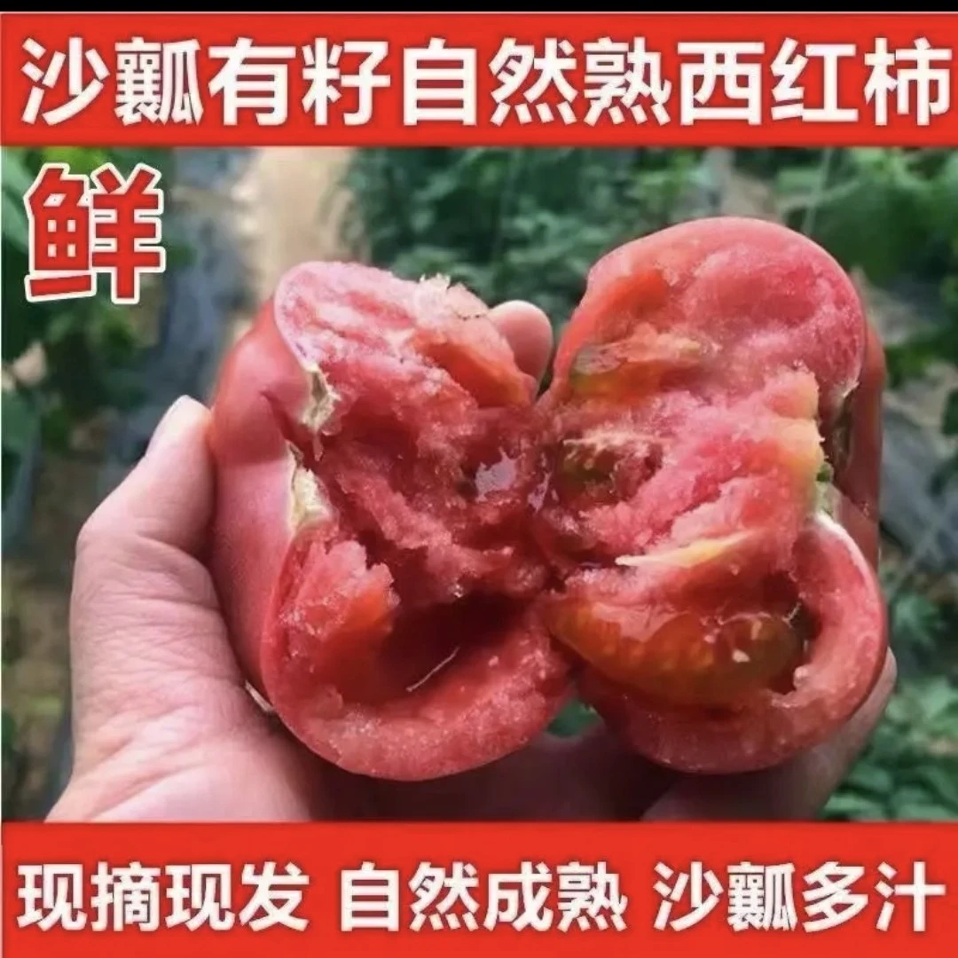 生态老品种沙瓤西红柿（5斤）实心好番茄炒菜凉拌新鲜河南省