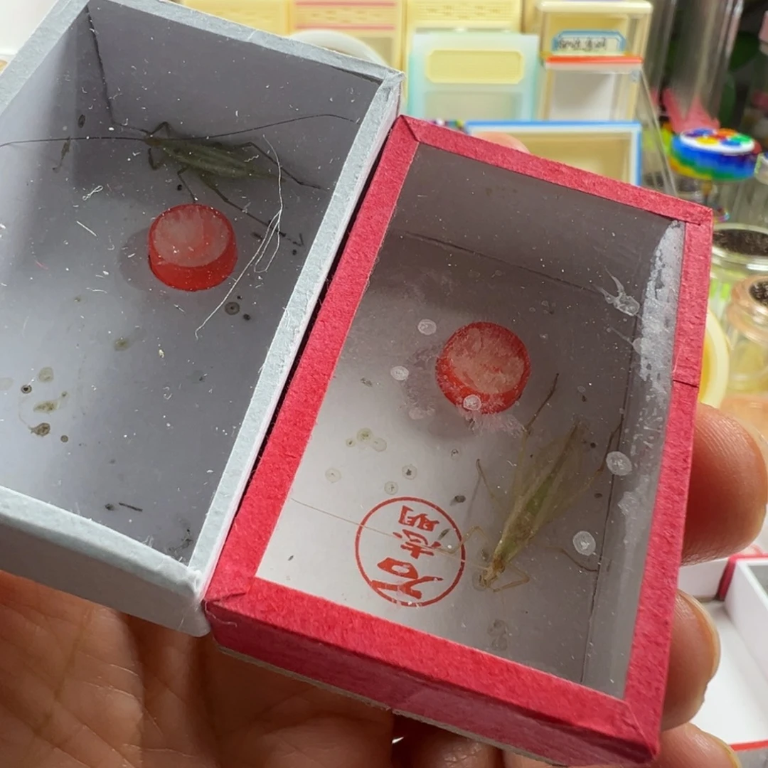 蟋蟀一只紫竹一只石杂青