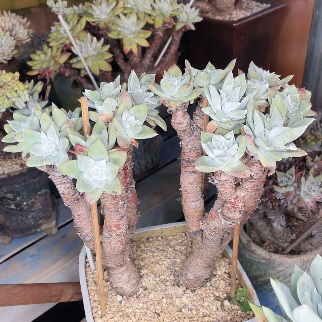 墨西哥大花朵苹果叶老桩原产地