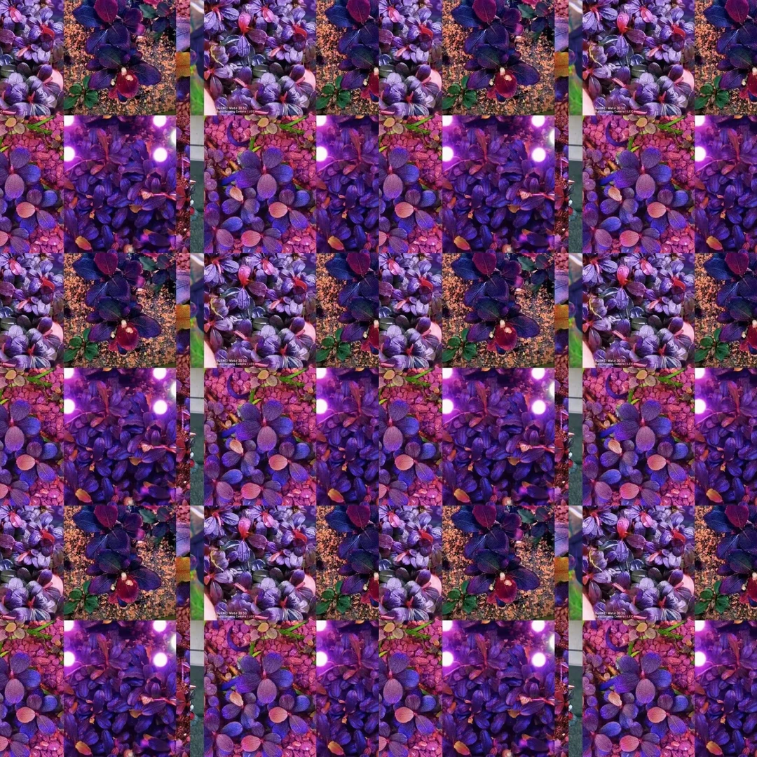 D链接福利植物辣椒榕