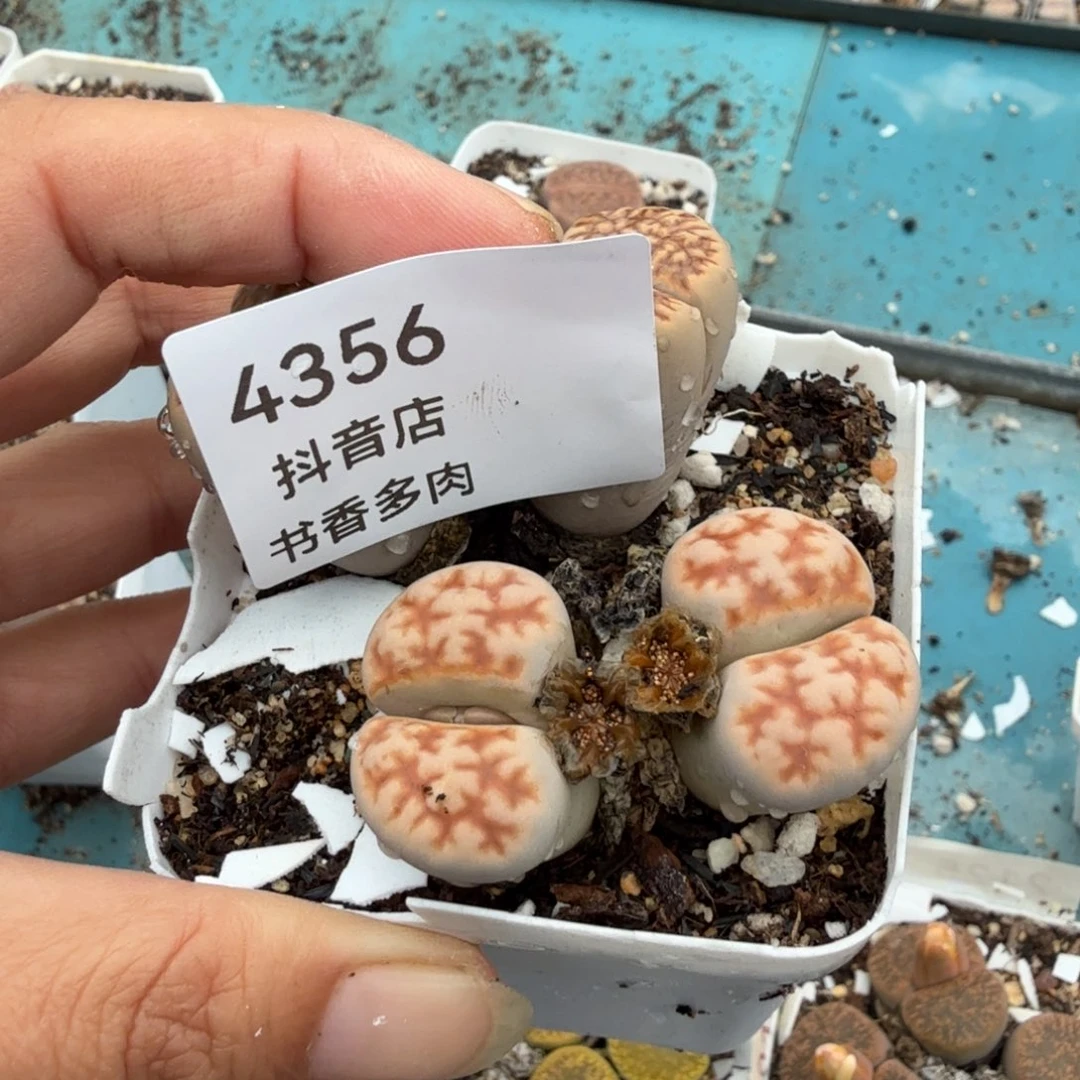 花****多肉。