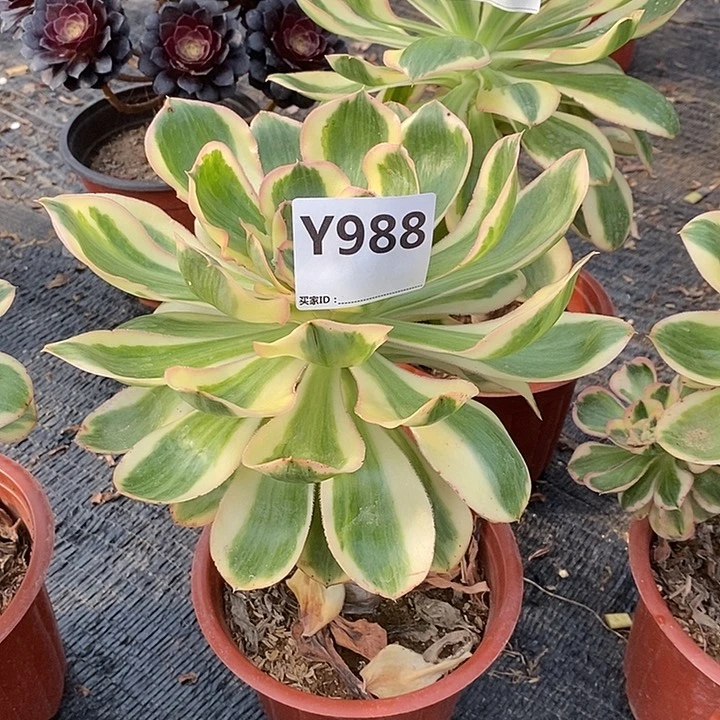 薄**生艳资988。