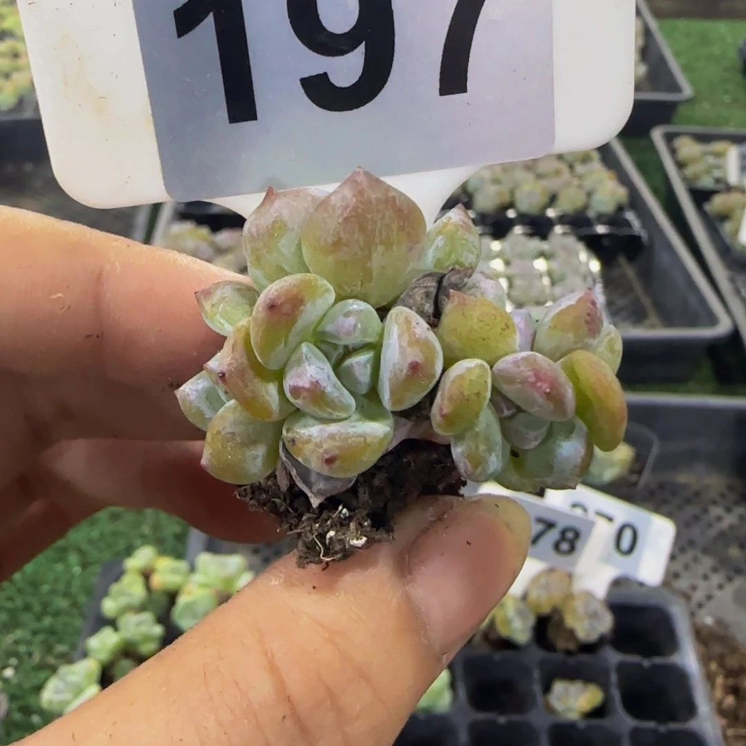 197 号一物一拍特价福利