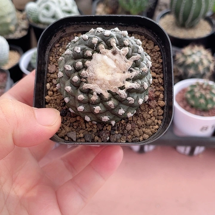 520墨碟仙人球植物