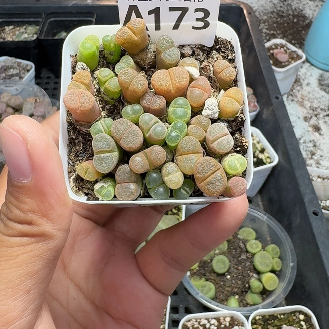 173多肉植物多肉植物