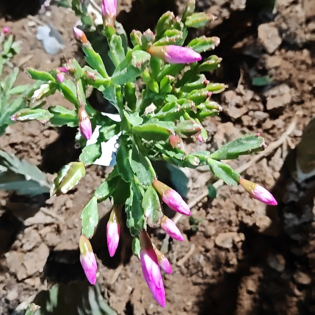 异类脱土易掉苞芽792