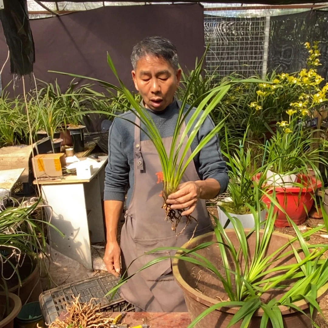 完全开放1青和素虎头兰