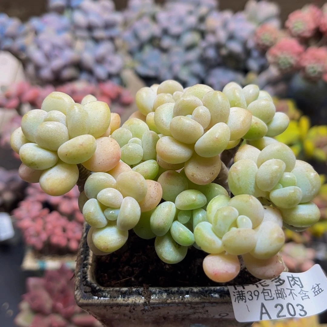 203白奶糖10cm多肉