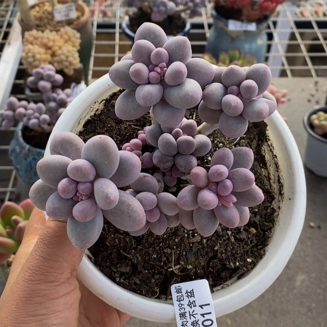 香水手指011/10c m