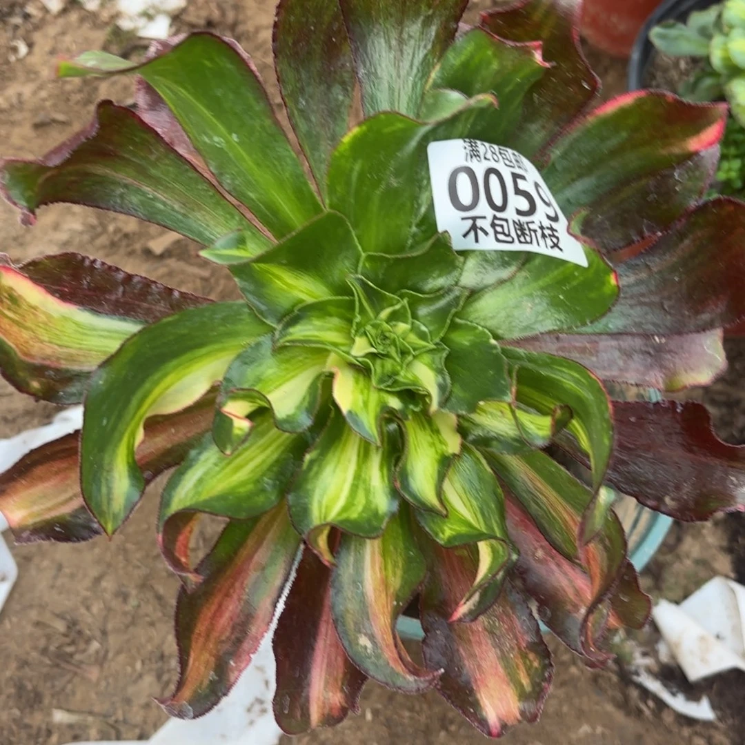 M. 0059魅影七彩多肉122