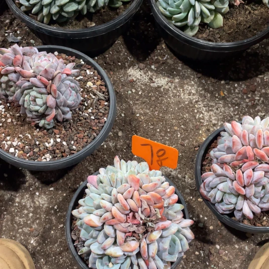 撩***卿星影缀化多头群生78