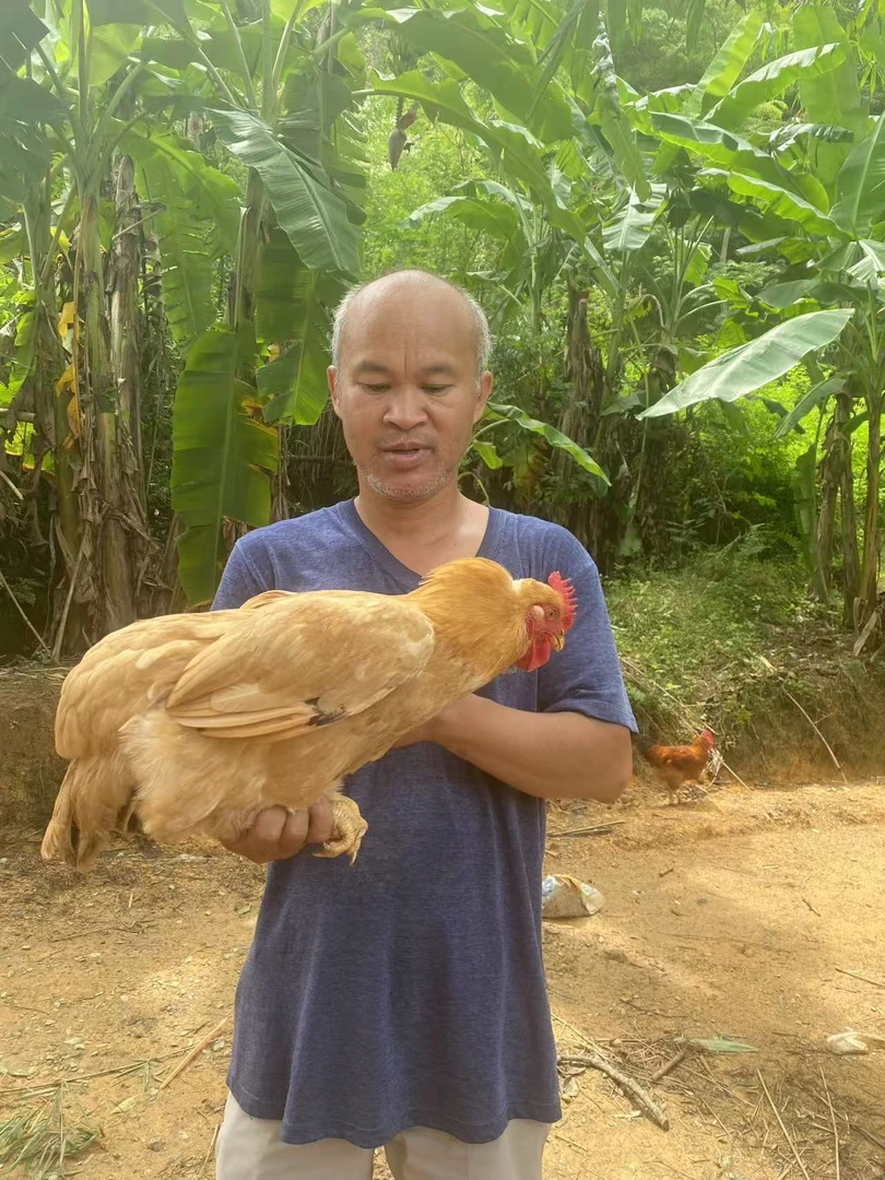 【农家散养母鸡肉】剩饭粥喂养村民直供顺丰冷链发货 包冰率10%以内