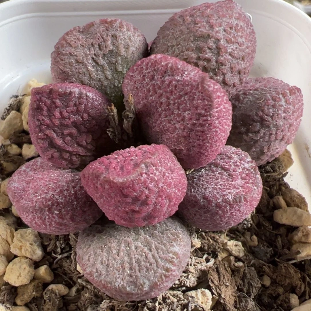 121号红烧肉多头纯木质桩多肉植物水泡
