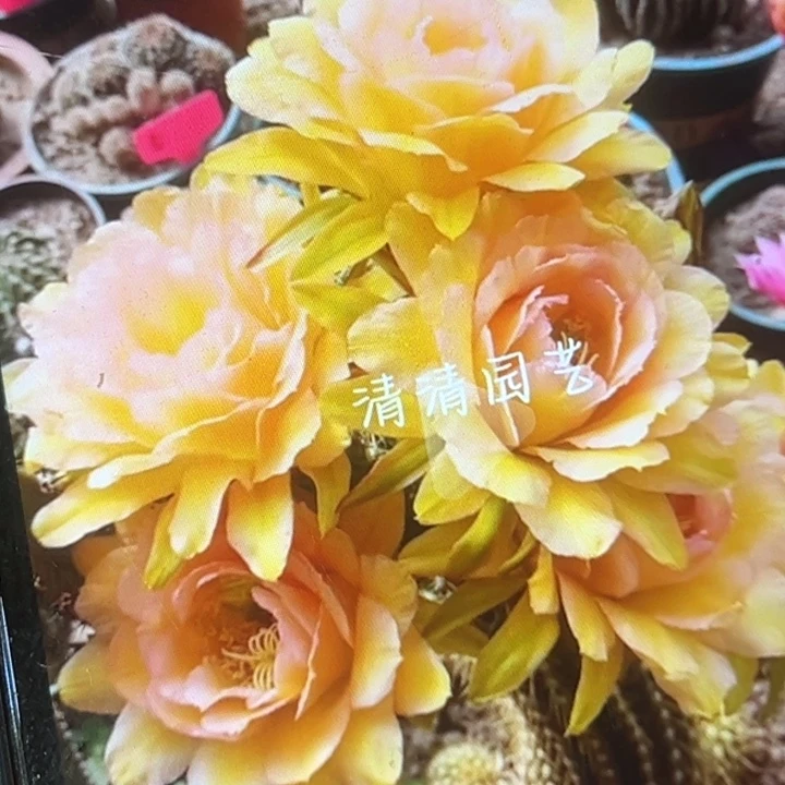 清清3-108歪瑕疵歪