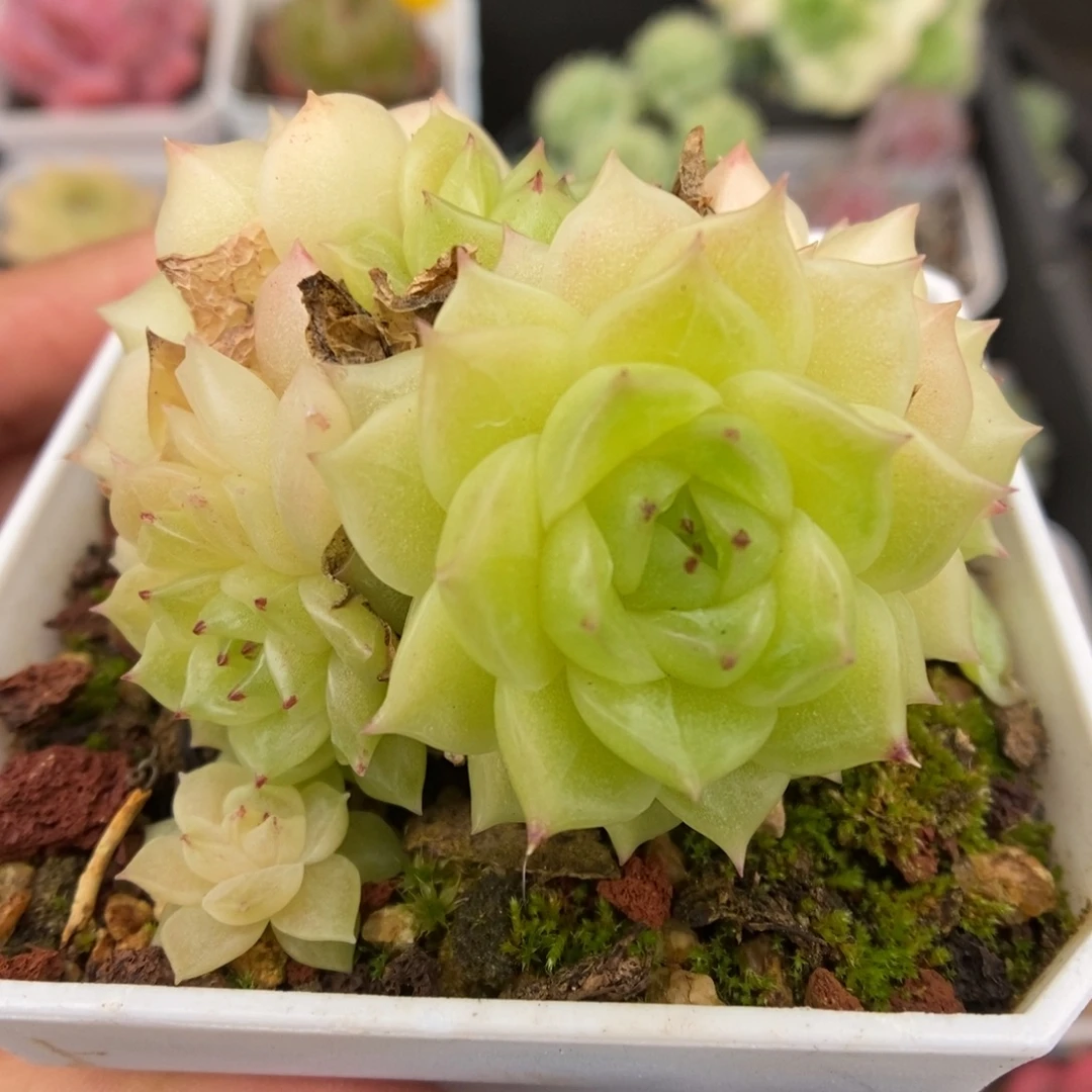 橘柚麦秆群生890号