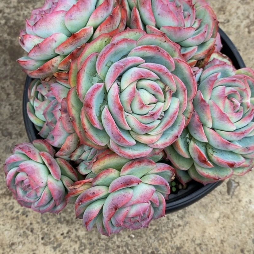 【闪购商品】睿*多肉植物的